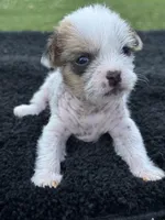 Max, a male Chinese Crested for sale in Leicester, NC – Photo 6 of 10