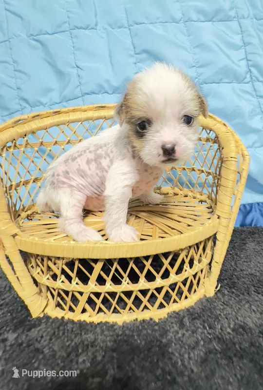 Max, a male Chinese Crested for sale in Leicester, NC – Photo 1 of 10