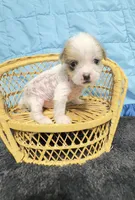 Max, a male Chinese Crested for sale in Leicester, NC – Photo 1 of 10