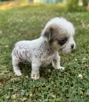 Max, a male Chinese Crested for sale in Leicester, NC – Photo 5 of 10