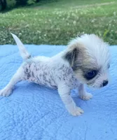 Max, a male Chinese Crested for sale in Leicester, NC – Photo 9 of 10