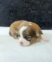Jack, a male Chihuahua for sale in Leicester, NC – 4 of 9