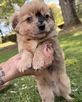 Tan Boy, a male Chihuahua for sale in Leicester, NC – 8 of 10