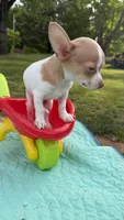 Sammy , a male Chihuahua for sale in Leicester, NC – 5 of 6