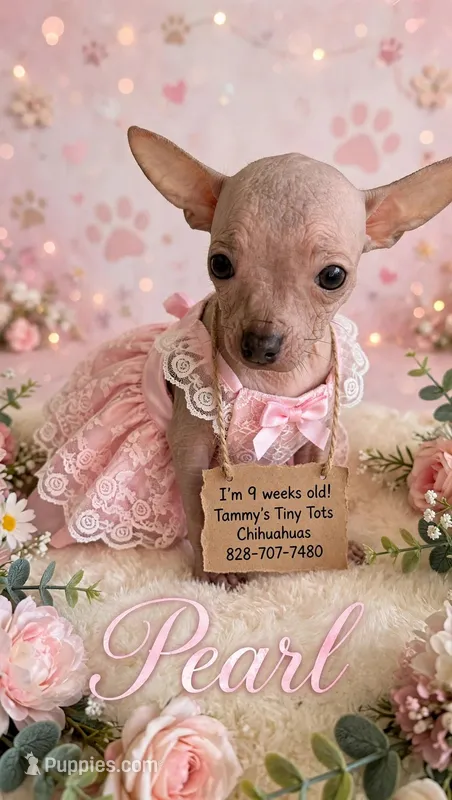 Pearl – Chinese Crested puppy for sale in Leicester, NC