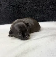 Panther, a male Chihuahua for sale in Leicester, NC – 7 of 10