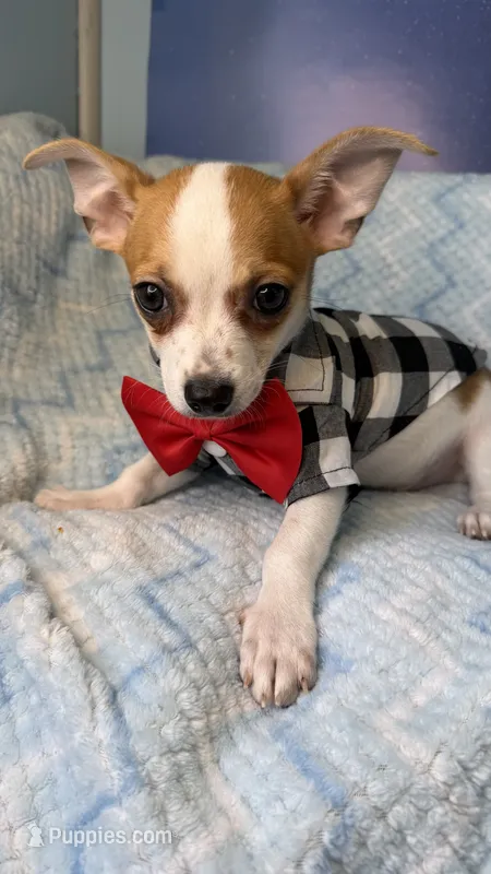 Toby  – Chihuahua puppy for sale in Leicester, NC