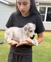Sammy, a male Maltese for sale in Leicester, NC – 6 of 10