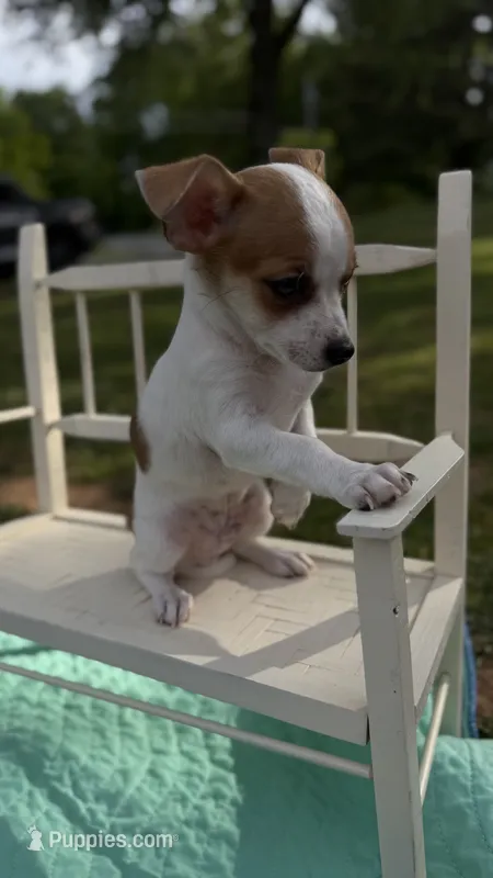 Toby  – Chihuahua puppy for sale in Leicester, NC