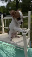 Toby , a male Chihuahua for sale in Leicester, NC – 1 of 10