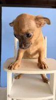 Shadow , a male Chihuahua for sale in Leicester, NC – 8 of 10