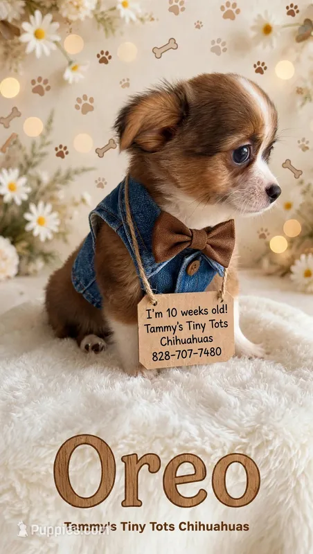 Oreo  – Chihuahua puppy for sale in Leicester, NC