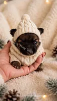 Finn, a male Chihuahua for sale in Leicester, NC – 1 of 10