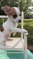 Toby , a male Chihuahua for sale in Leicester, NC – 3 of 10