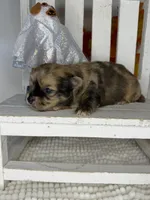 Dakota , a male Chihuahua for sale in Leicester, NC – 9 of 10