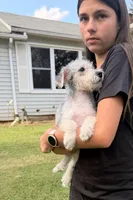 Sammy, a male Maltese for sale in Leicester, NC – 2 of 10