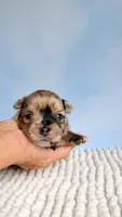 Dakota , a male Chihuahua for sale in Leicester, NC – 10 of 10