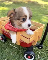 Brown Boy, a male Chihuahua for sale in Leicester, NC – 8 of 10