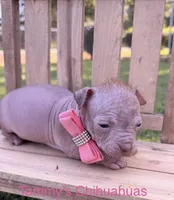 wrinkles, a female Chinese Crested for sale in Leicester, NC – 6 of 10