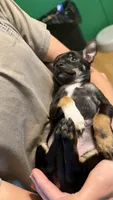 Cooper, a male Chihuahua for sale in Leicester, NC – 10 of 10