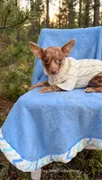 Coco , a male Chihuahua for sale in Leicester, NC – 4 of 9