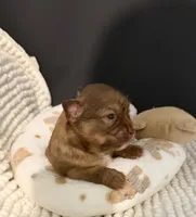 Sammy, a male Chihuahua for sale in Leicester, NC – 5 of 6