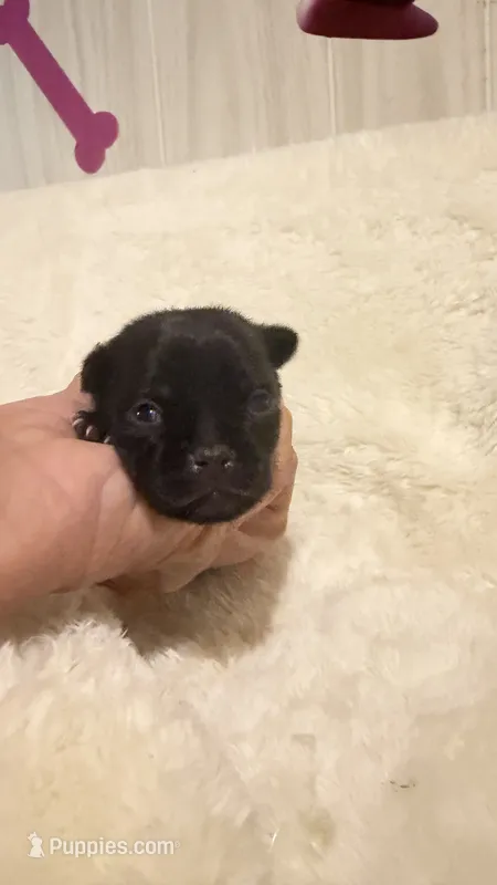 Panther – Chihuahua puppy for sale in Leicester, NC