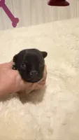 Panther, a male Chihuahua for sale in Leicester, NC – 1 of 10
