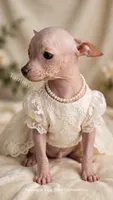 Pearl, a female Chinese Crested for sale in Leicester, NC – 5 of 9