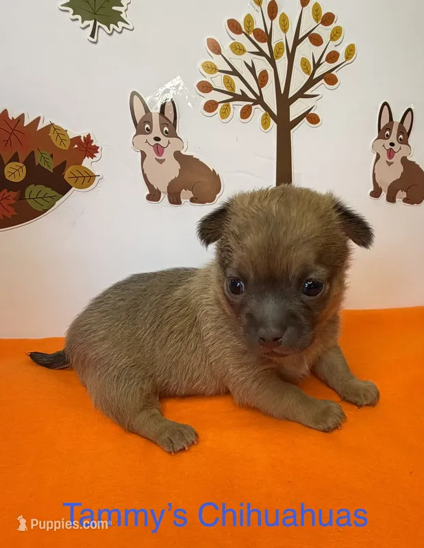 Toby – Chihuahua puppy for sale in Leicester, NC