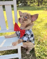 Merle Boy, a male Chihuahua for sale in Leicester, NC – 5 of 10