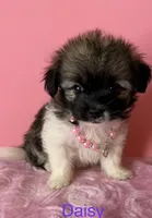 Daisy , a female Chihuahua for sale in Leicester, NC – 3 of 9