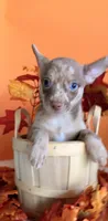 Coco , a male Chihuahua for sale in Leicester, NC – 8 of 9