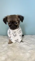 Sam, a male Chihuahua for sale in Leicester, NC – 3 of 10