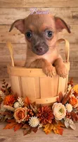 Biscuit, a male Chihuahua for sale in Leicester, NC – 3 of 10