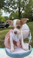 Jenny , a female Chihuahua for sale in Leicester, NC – 8 of 10