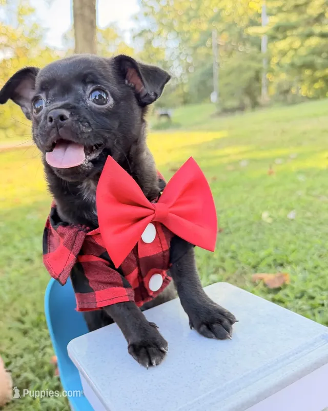 Black Boy – Chihuahua puppy for sale in Leicester, NC