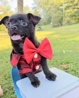 Black Boy, a male Chihuahua for sale in Leicester, NC – 2 of 10