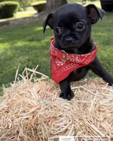 Black Boy, a male Chihuahua for sale in Leicester, NC – 5 of 10