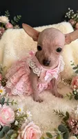 Pearl, a female Chinese Crested for sale in Leicester, NC – 1 of 9