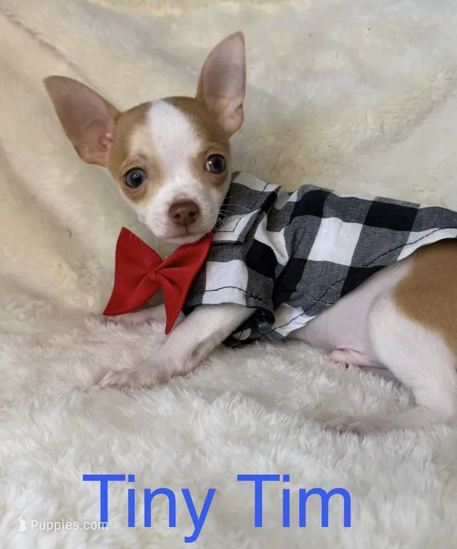 Tiny Tim – Chihuahua puppy for sale in Leicester, NC