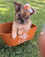 Girl, a female Chihuahua for sale in Leicester, NC – 7 of 10