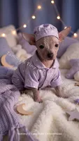 Pearl, a female Chinese Crested for sale in Leicester, NC – 9 of 9