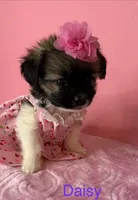 Daisy , a female Chihuahua for sale in Leicester, NC – 2 of 9