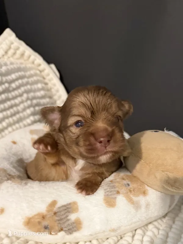 Sammy – Chihuahua puppy for sale in Leicester, NC