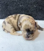 Max, a male Chihuahua for sale in Leicester, NC – 6 of 10