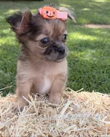 Girl, a female Chihuahua for sale in Leicester, NC – 8 of 10