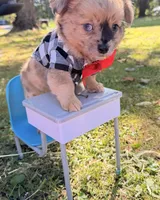 Bandit, a male Chihuahua for sale in Leicester, NC – 1 of 7