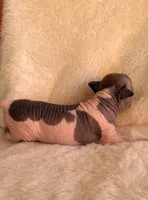 Dobby, a male Chihuahua and Chinese Crested for sale in Leicester, NC – 10 of 10