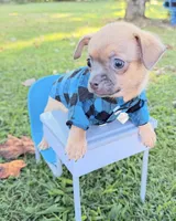 Fawn Boy, a male Chihuahua for sale in Leicester, NC – 1 of 10